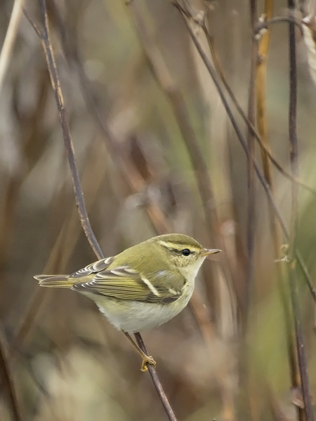Taigauunilintu, Yellow-browed Warbler, Phylloscopus inornatus